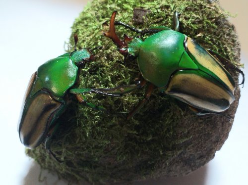 Insekten kaufen und verkaufen Foto: Hi guysI have 15 l1/l2 eudicella schultzeorum Insekten kaufen und verkaufen Foto: Hi guysI have 15 l1/l2 eudicella schultzeorum