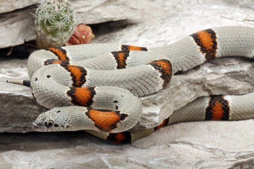 Schlangen kaufen und verkaufen Foto: Salut !Je recherche 1.0 kingsnake gray banded