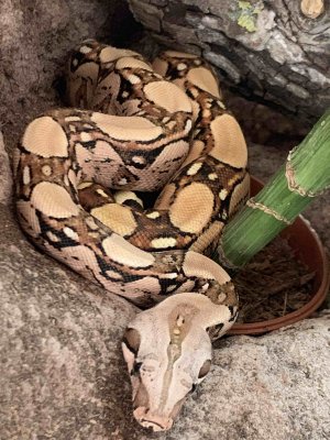 Schlangen kaufen und verkaufen Foto: Boa Constrictor Imperator Kolumbien / ReinrassigWunderschöne Zeichnung!Nachz Schlangen kaufen und verkaufen Foto: Boa Constrictor Imperator Kolumbien / ReinrassigWunderschöne Zeichnung!Nachz