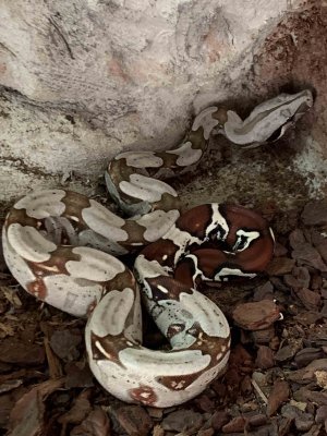 Schlangen kaufen und verkaufen Foto: Boa Constrictor Constrictor Surinam / ReinrassigWunderschöne Zeichnung!Nachz Schlangen kaufen und verkaufen Foto: Boa Constrictor Constrictor Surinam / ReinrassigWunderschöne Zeichnung!Nachz
