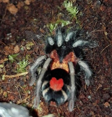 Spinnen und Skorpione kaufen und verkaufen Foto: For sale:Cyriocosmus elegans 30pcs (first/secoond moult) 60€Cyriocosmus Spinnen und Skorpione kaufen und verkaufen Foto: For sale:Cyriocosmus elegans 30pcs (first/secoond moult) 60€Cyriocosmus