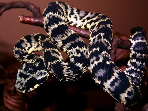 Schlangen kaufen und verkaufen Foto: Atheris squamigera huge selection of colors and Schlangen kaufen und verkaufen Foto: Atheris squamigera huge selection of colors and