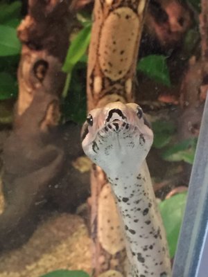 Schlangen kaufen und verkaufen Foto: Zwei Boas suchen ein neues zu Hause. Schlangen kaufen und verkaufen Foto: Zwei Boas suchen ein neues zu Hause.