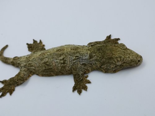 Echsen kaufen und verkaufen Foto: Rhacodactylus LeachieanusCb19 Yate X koghis Hamm possible Echsen kaufen und verkaufen Foto: Rhacodactylus LeachieanusCb19 Yate X koghis Hamm possible