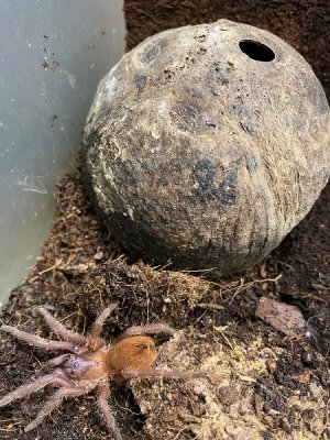 Vogelspinnen kaufen und verkaufen Foto: Kubanische Vogelspinne Vogelspinnen kaufen und verkaufen Foto: Kubanische Vogelspinne