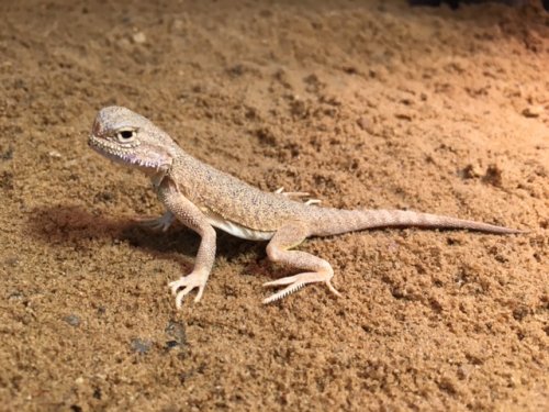 Echsen kaufen und verkaufen Foto: Phrynocephalus mystaceus mystaceus CB 2019, possibly 8.6 Echsen kaufen und verkaufen Foto: Phrynocephalus mystaceus mystaceus CB 2019, possibly 8.6