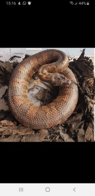 Schlangen kaufen und verkaufen Foto: 0.1 viper boa (candoia aspera) £250