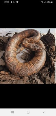 Schlangen kaufen und verkaufen Foto: 0.1 viper boa (candoia aspera) £250 Schlangen kaufen und verkaufen Foto: 0.1 viper boa (candoia aspera) £250