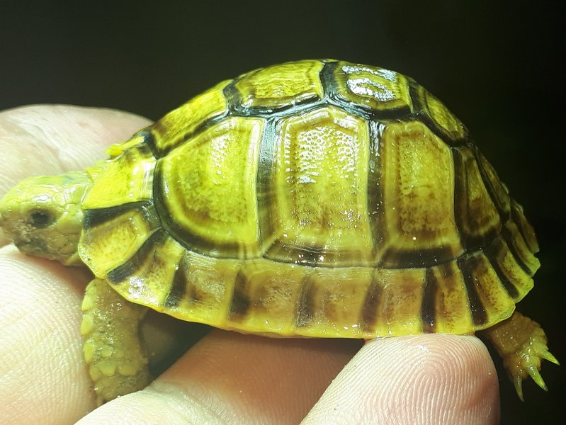 Schildkröten  kaufen und verkaufen Foto: For Hamm in March10 pcs Testudo kleinmanni