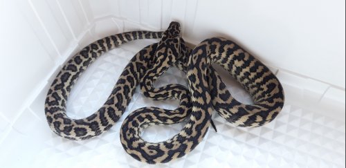 Schlangen kaufen und verkaufen Foto: Available for hamm/praha :Cb'10/2019 Zebra carpet python