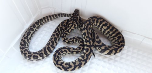 Schlangen kaufen und verkaufen Foto: Available for hamm/praha :Cb'10/2019 Zebra carpet python Schlangen kaufen und verkaufen Foto: Available for hamm/praha :Cb'10/2019 Zebra carpet python