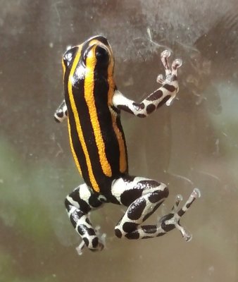 Amphibien kaufen und verkaufen Foto: I am offering X.X Ranitomeya lamasi "Panguana" Amphibien kaufen und verkaufen Foto: I am offering X.X Ranitomeya lamasi "Panguana"