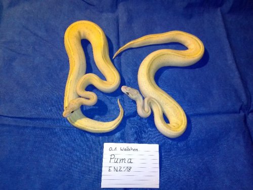 Schlangen kaufen und verkaufen Foto: Unsere Python regius suchen ein neues Zuhause. Schlangen kaufen und verkaufen Foto: Unsere Python regius suchen ein neues Zuhause.