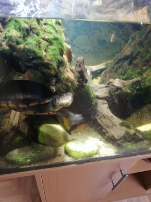 Schildkröten  kaufen und verkaufen Foto: Biete männliche Weissmaul Klappschildkröte an (Kinosternum leucostomum