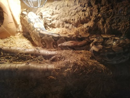 Schlangen kaufen und verkaufen Foto: Gebe Boa Männchen ab. 8 Jahre alt. Schlangen kaufen und verkaufen Foto: Gebe Boa Männchen ab. 8 Jahre alt.