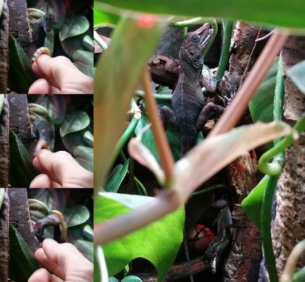 Echsen kaufen und verkaufen Foto: - CB 17-18 Anolis Lucius- CB 18-19 Echsen kaufen und verkaufen Foto: - CB 17-18 Anolis Lucius- CB 18-19