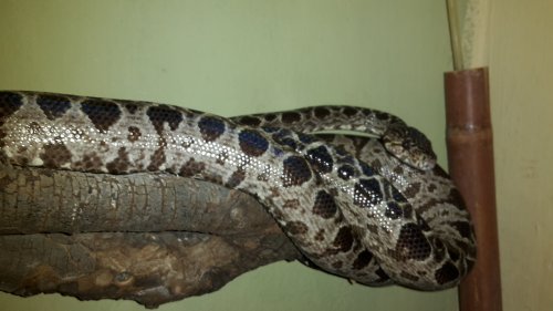 Schlangen kaufen und verkaufen Foto: Biete 2 maennliche corallus hortulanus , dnz Schlangen kaufen und verkaufen Foto: Biete 2 maennliche corallus hortulanus , dnz
