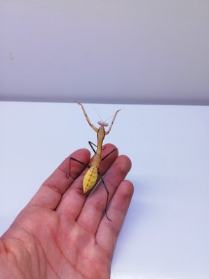 Insekten kaufen und verkaufen Foto: For sale :Pre sub and Sub-adult Hierodula Insekten kaufen und verkaufen Foto: For sale :Pre sub and Sub-adult Hierodula