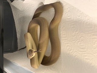 Schlangen kaufen und verkaufen Foto: For sale1:1 Olive Python Liasis olivaceus 20190:2 Schlangen kaufen und verkaufen Foto: For sale1:1 Olive Python Liasis olivaceus 20190:2