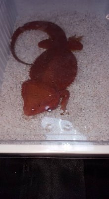 Echsen kaufen und verkaufen Foto: I sell pogona male year and a Echsen kaufen und verkaufen Foto: I sell pogona male year and a