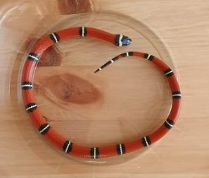 Schlangen kaufen und verkaufen Foto: L. polyzona sinaloae / Milksnake / Kingsnake0.2 Schlangen kaufen und verkaufen Foto: L. polyzona sinaloae / Milksnake / Kingsnake0.2