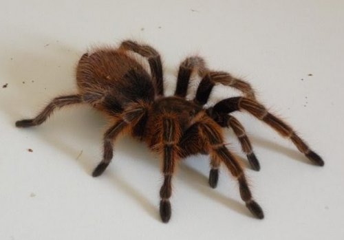 Spinnen und Skorpione kaufen und verkaufen Foto: Grammostola rosea 0.1 CB 2006Beautiful female, 14