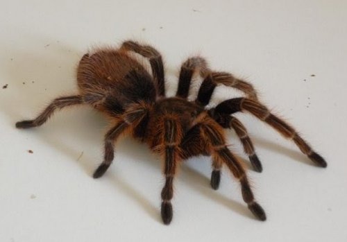 Spinnen und Skorpione kaufen und verkaufen Foto: Grammostola rosea 0.1 CB 2006Beautiful female, 14 Spinnen und Skorpione kaufen und verkaufen Foto: Grammostola rosea 0.1 CB 2006Beautiful female, 14