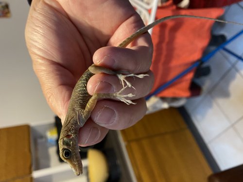 Echsen kaufen und verkaufen Foto: 1,1 Anolis bartschi Echsen kaufen und verkaufen Foto: 1,1 Anolis bartschi