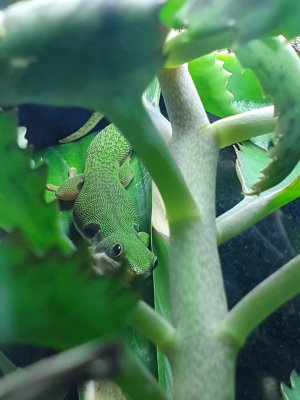 Echsen kaufen und verkaufen Foto: Biete eigene Nachzucht von 2019:0.2 Phelsuma quadriocellata Echsen kaufen und verkaufen Foto: Biete eigene Nachzucht von 2019:0.2 Phelsuma quadriocellata