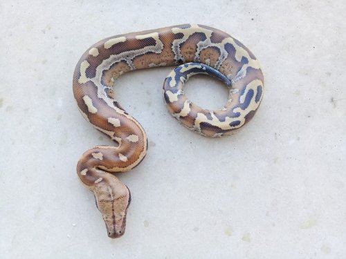 Schlangen kaufen und verkaufen Foto: Sells for Hamm March:Python brongersmai 2019 (male Schlangen kaufen und verkaufen Foto: Sells for Hamm March:Python brongersmai 2019 (male