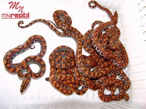 Schlangen kaufen und verkaufen Foto: Epicrates C. Cenchria / Brazilian Rainbow boas Schlangen kaufen und verkaufen Foto: Epicrates C. Cenchria / Brazilian Rainbow boas