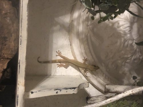 Exotische Säuger kaufen und verkaufen Foto: - 1 ausgewachsenes Weibchen Streifengecko (3 Jahre)- Exotische Säuger kaufen und verkaufen Foto: - 1 ausgewachsenes Weibchen Streifengecko (3 Jahre)-