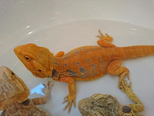 Echsen kaufen und verkaufen Foto: Schöne Rot-Blaue Bartagame 1.0 P. vitticeps von Echsen kaufen und verkaufen Foto: Schöne Rot-Blaue Bartagame 1.0 P. vitticeps von