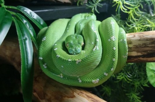 Schlangen kaufen und verkaufen Foto: Looking for1.0 Morelia viridis aru (Maximum budget: