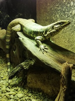 Echsen kaufen und verkaufen Foto: Tupinambis teguixinYoung female gold teju. Ziva exotika Echsen kaufen und verkaufen Foto: Tupinambis teguixinYoung female gold teju. Ziva exotika