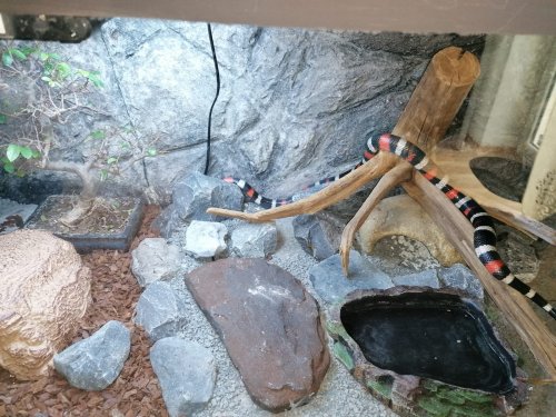 Schlangen kaufen und verkaufen Foto: Schöne Königsnatter ca 90cm für 40euro