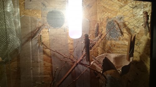 Insekten kaufen und verkaufen Foto: Hallo, Biete selbst gezüchtete adulte Wustenheuschrecken (da Insekten kaufen und verkaufen Foto: Hallo, Biete selbst gezüchtete adulte Wustenheuschrecken (da