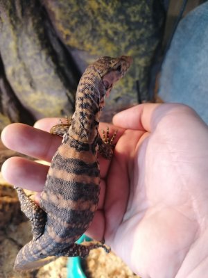 Echsen kaufen und verkaufen Foto: Socialized Varanus salvator sulphur cb 2020. We Echsen kaufen und verkaufen Foto: Socialized Varanus salvator sulphur cb 2020. We