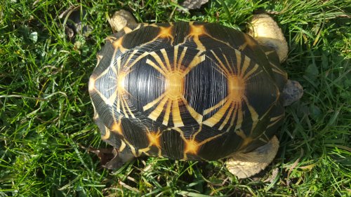 Schildkröten kaufen und verkaufen Foto: Male Asthrochelys Radiata 3.2 kgsNice colors , Schildkröten kaufen und verkaufen Foto: Male Asthrochelys Radiata 3.2 kgsNice colors ,