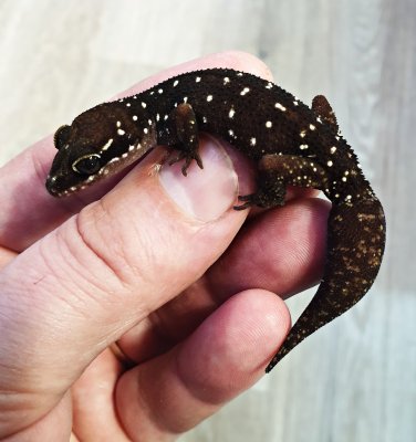 Echsen  kaufen und verkaufen Foto: Geckoella triedrus (ground spotted gecko)rare species from
