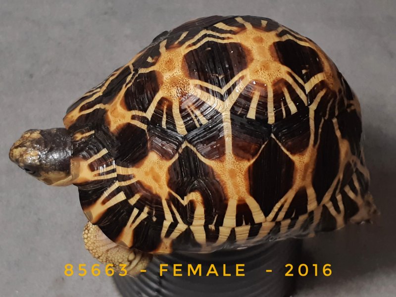 Schildkröten  kaufen und verkaufen Foto: Availabel for Hamm 0.5. astrochelys radiata from