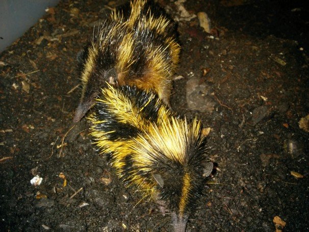 Exotische Säuger kaufen und verkaufen Foto: Hemicentetes semispinosus Hemicentetes nigriceps Tenrec ecaudatus -preorde