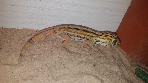 Echsen kaufen und verkaufen Foto: Teratoscincus Keyserlinigii1.0 nz 19 Available for hamm Echsen kaufen und verkaufen Foto: Teratoscincus Keyserlinigii1.0 nz 19 Available for hamm