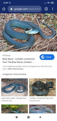 Schlangen kaufen und verkaufen Foto: I am looking for Coluber constrictor fósil,
