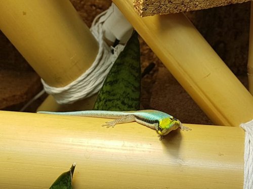 Echsen kaufen und verkaufen Foto: Biete mehrere Phelsuma Klemmeri aus eigenen Nachzuchten Echsen kaufen und verkaufen Foto: Biete mehrere Phelsuma Klemmeri aus eigenen Nachzuchten