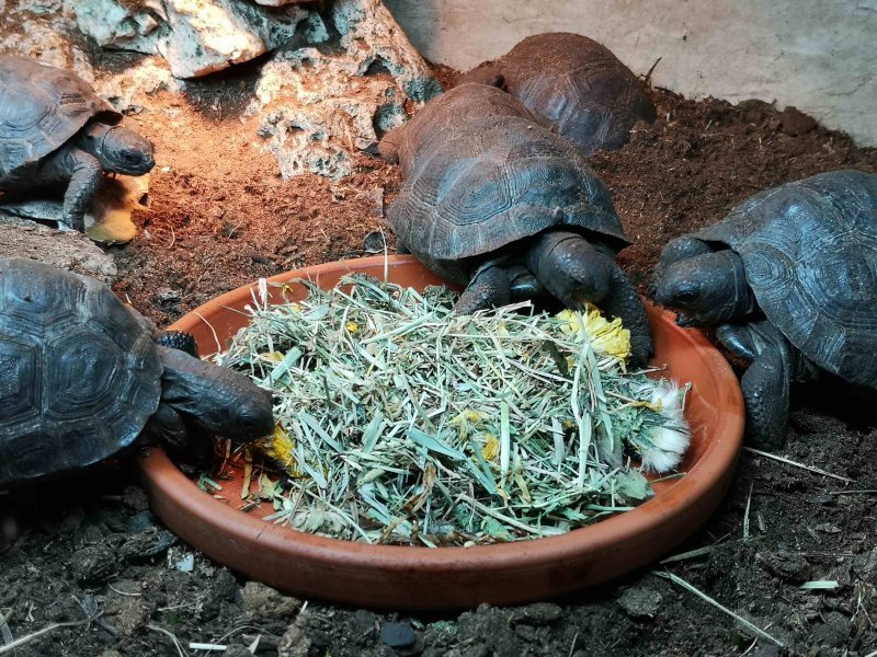 Schildkröten  kaufen und verkaufen Foto: Ich verkaufe ein paar junge Aldabra Riesenschildkröten.Aldabrachelys