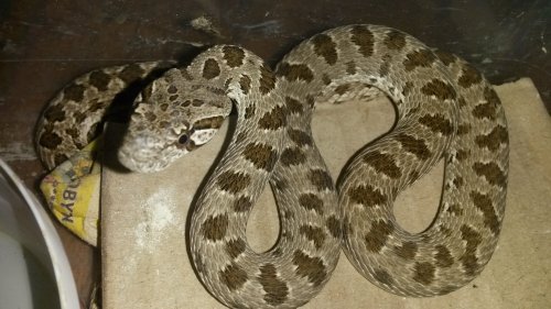 Schlangen kaufen und verkaufen Foto: 1,0 Hemorrhois ravergieri CB2018 Caucasus Schlangen kaufen und verkaufen Foto: 1,0 Hemorrhois ravergieri CB2018 Caucasus