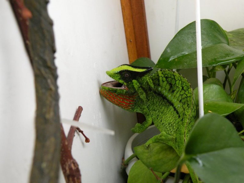 Echsen kaufen und verkaufen Foto: For Hamm,cb Trioceros Cristatus several bloodlines Echsen kaufen und verkaufen Foto: For Hamm,cb Trioceros Cristatus several bloodlines