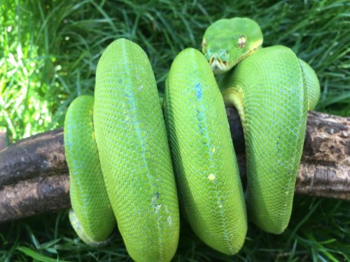 Schlangen kaufen und verkaufen Foto: Adult pair of morelia viridis for more Schlangen kaufen und verkaufen Foto: Adult pair of morelia viridis for more