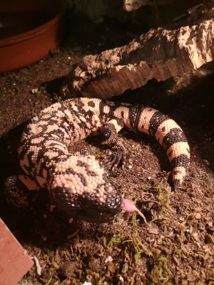 Echsen kaufen und verkaufen Foto: Proven pair of heloderma suspectum suspectum (sold) Echsen kaufen und verkaufen Foto: Proven pair of heloderma suspectum suspectum (sold)